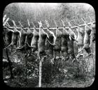 Deer Hunt 2